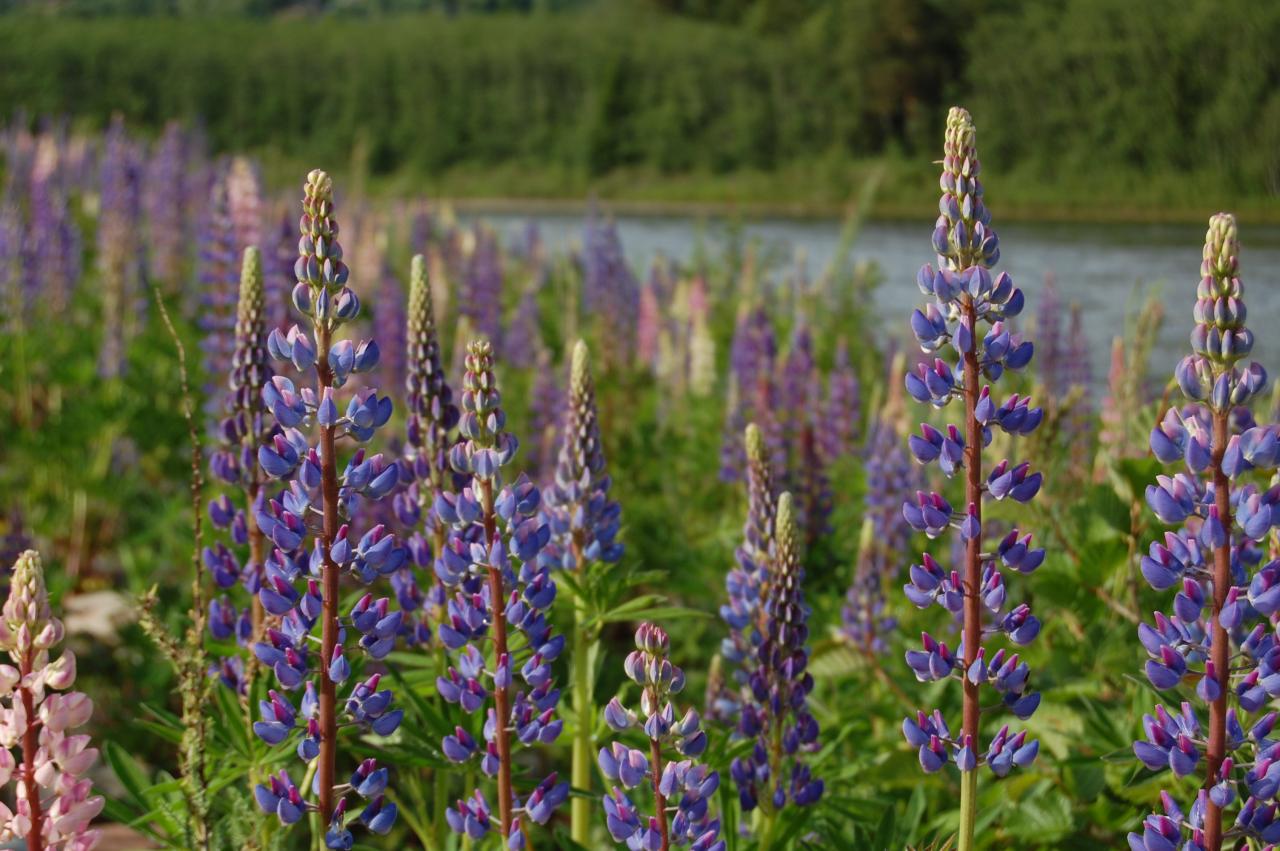 Lupins
