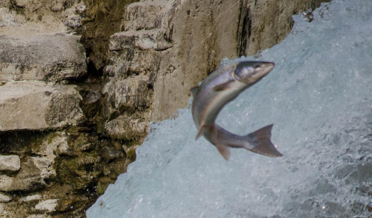 saut2