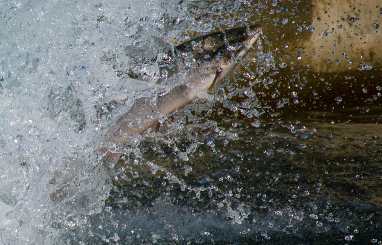 saut1